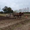 Briesende paarden, authentiek ploegen in Eefde