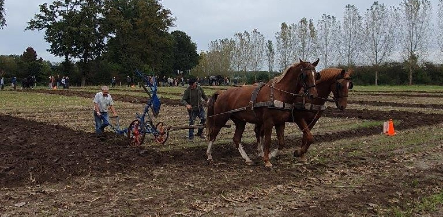 Briesende paarden, authentiek ploegen in Eefde