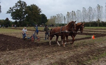 Briesende paarden, authentiek ploegen in Eefde