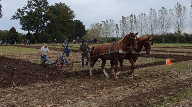 Briesende paarden, authentiek ploegen in Eefde