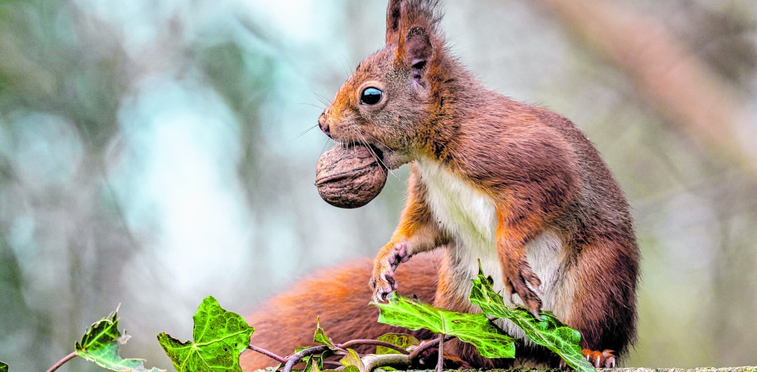 Wat je wil weten over dieren in de herfst