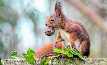 Wat je wil weten over dieren in de herfst