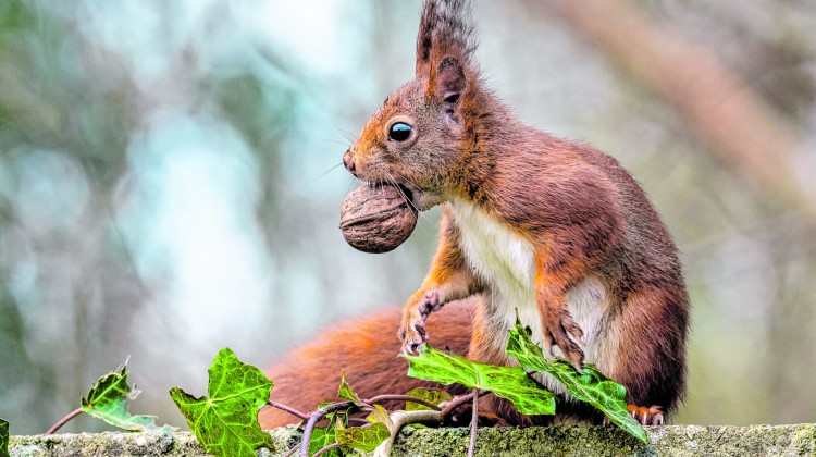 Wat je wil weten over dieren in de herfst