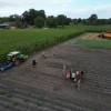 Ruim 400 aardappelrapers in Laren