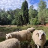 Werkzaamheden Velhorst voor meer leven in bos en op heide