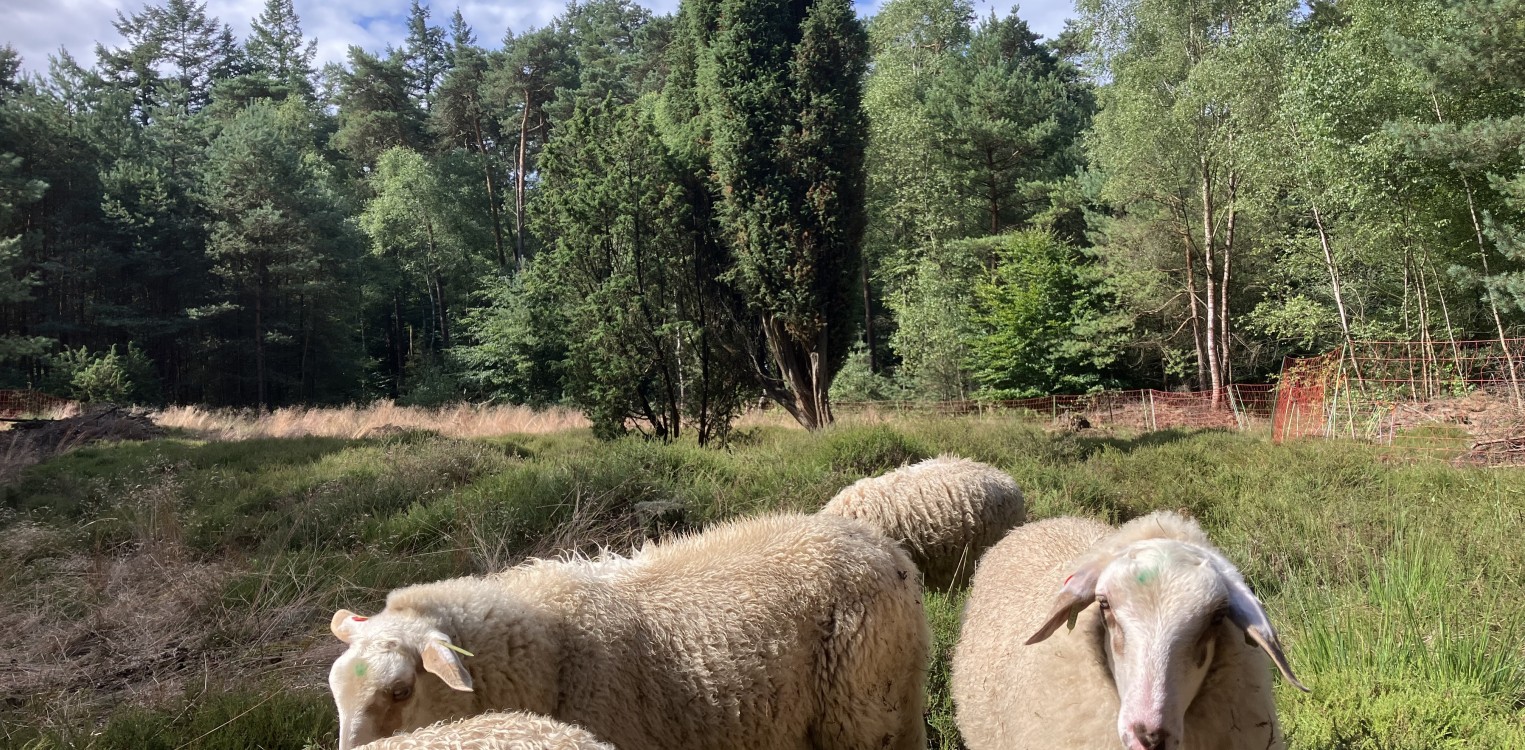 Werkzaamheden Velhorst voor meer leven in bos en op heide