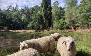 Werkzaamheden Velhorst voor meer leven in bos en op heide