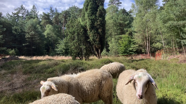 Werkzaamheden Velhorst voor meer leven in bos en op heide