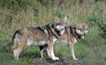 Nieuwe subsidie wolvenrasters: voor meer dieren en heel Gelderland