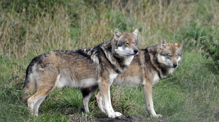 Nieuwe subsidie wolvenrasters: voor meer dieren en heel Gelderland