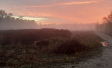 Wandeling voor vroege vogels Gorsselse Heide