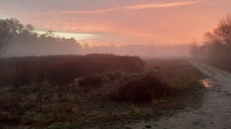 Wandeling voor vroege vogels Gorsselse Heide