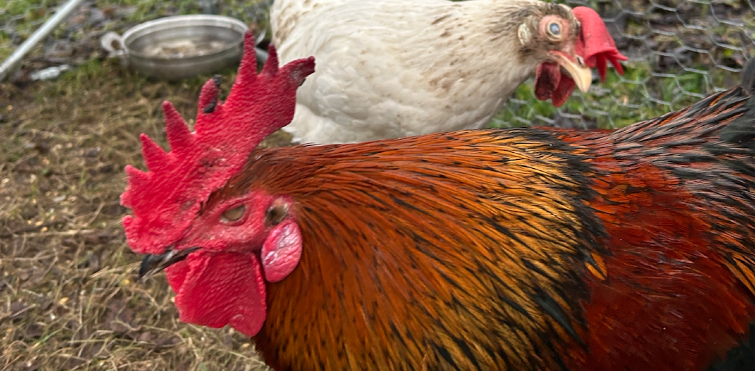 Blinde haan Polletje vindt levenslust terug bij Sanctuary Dierbaar