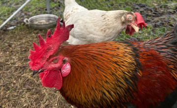 Blinde haan Polletje vindt levenslust terug bij Sanctuary Dierbaar