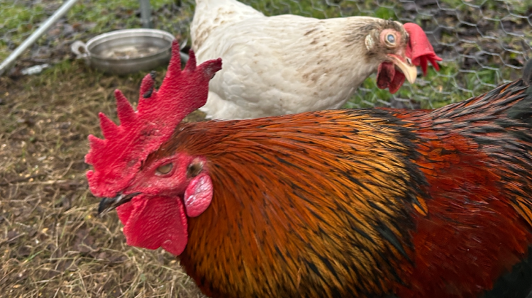 Blinde haan Polletje vindt levenslust terug bij Sanctuary Dierbaar