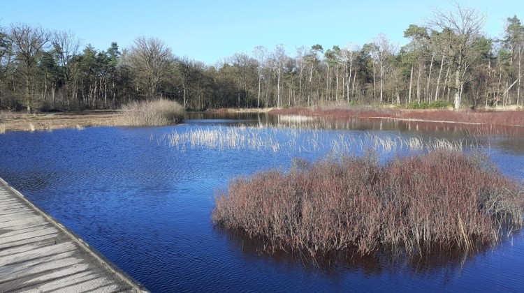 Excursie Beleef het vroege voorjaar op de Gorsselse Heide