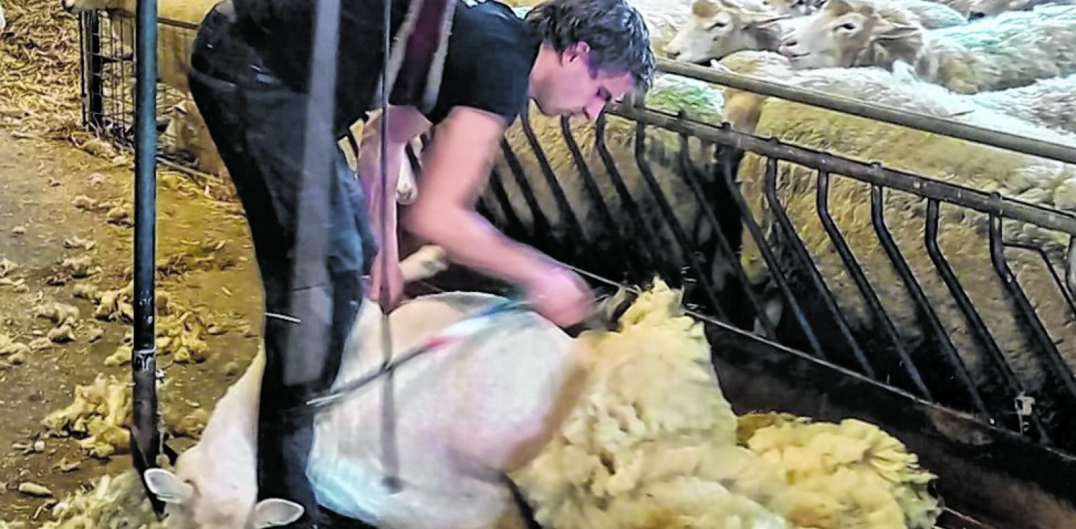 Schapen scheren tijdens  Plattelandswandeling op 29 maart