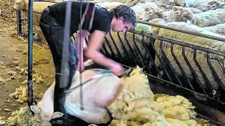 Schapen scheren tijdens  Plattelandswandeling op 29 maart