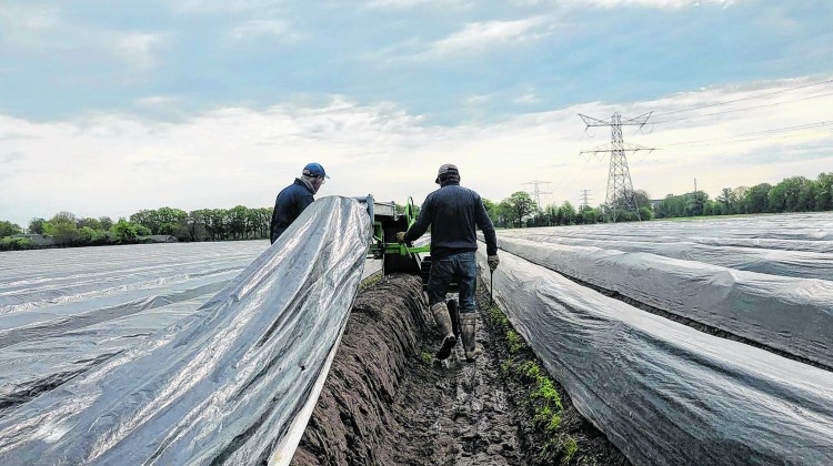We lopen een dagje mee met de asperge boer