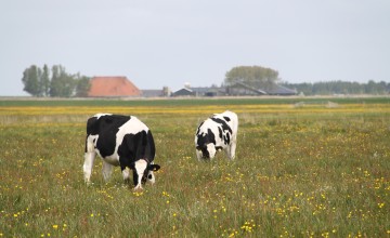 Gemeente Lochem steunt boeren bij overstap naar kruidenrijk grasland