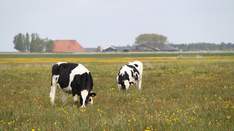 Gemeente Lochem steunt boeren bij overstap naar kruidenrijk grasland