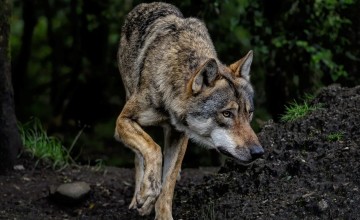 Forse toename subsidieaanvragen wolfwerende maatregelen