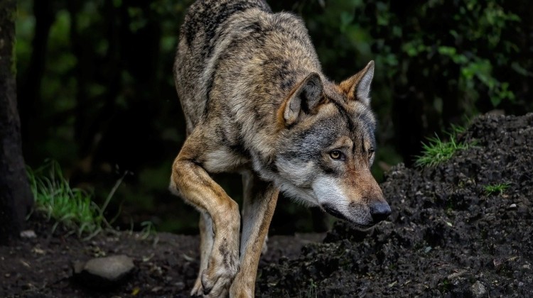 Forse toename subsidieaanvragen wolfwerende maatregelen