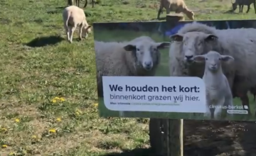 Schapen maaien grasvelden Eefde en Gorssel