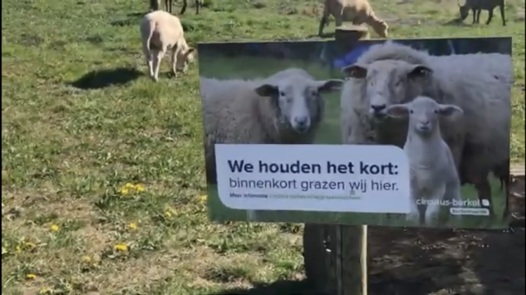 Schapen maaien grasvelden Eefde en Gorssel