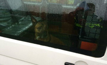 Politie vangt loslopende hond op N314