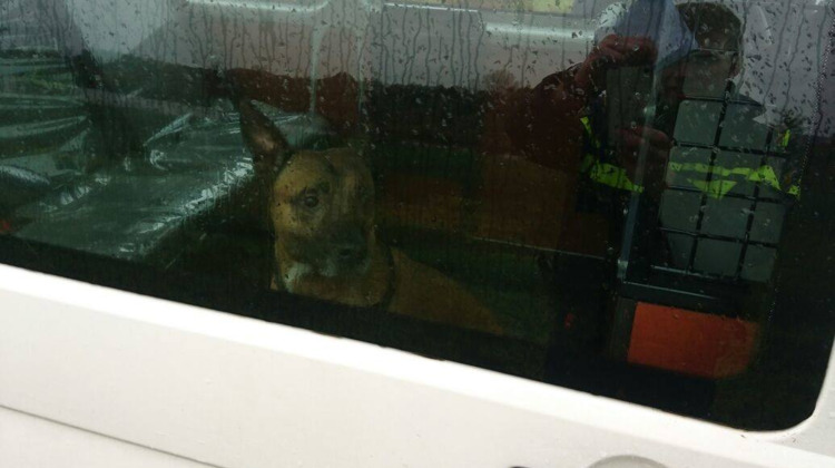Politie vangt loslopende hond op N314