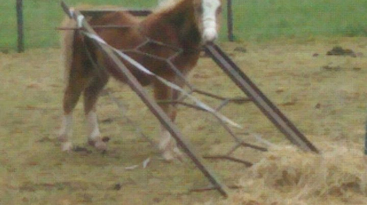 Dierenbeulen hangen zwaar hek om hals veulen 