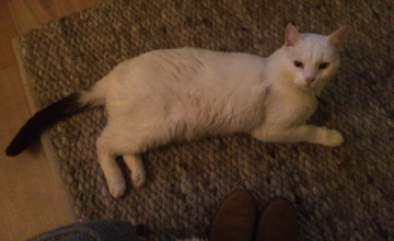 Politie zoekt schutter die kat beschoot