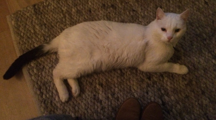 Politie zoekt schutter die kat beschoot