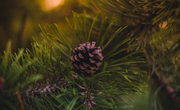 Ook in Zutphen worden kerstbomen opgehaald