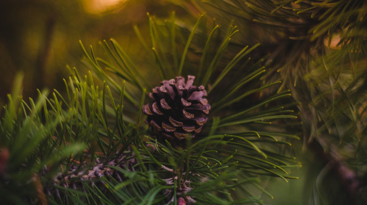 Ook in Zutphen worden kerstbomen opgehaald