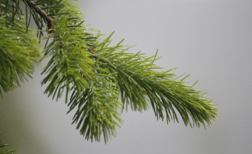 Lochemers maken van kerstbomen biogas