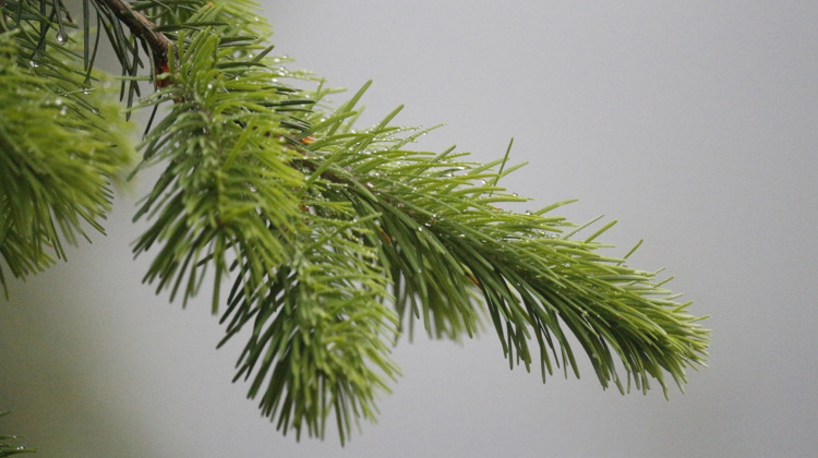 Lochemers maken van kerstbomen biogas