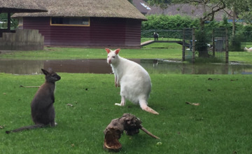 Onzekere toekomst voor Brummens dierenparkje