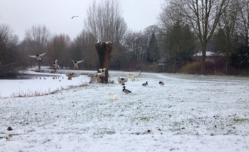 Er is geen sneeuw gevallen. Gaan we die nog wel krijgen?