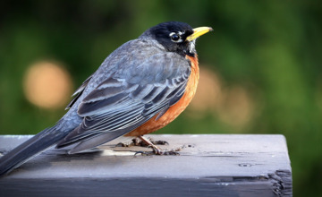 Brummenaren tellen spontaan vogels 