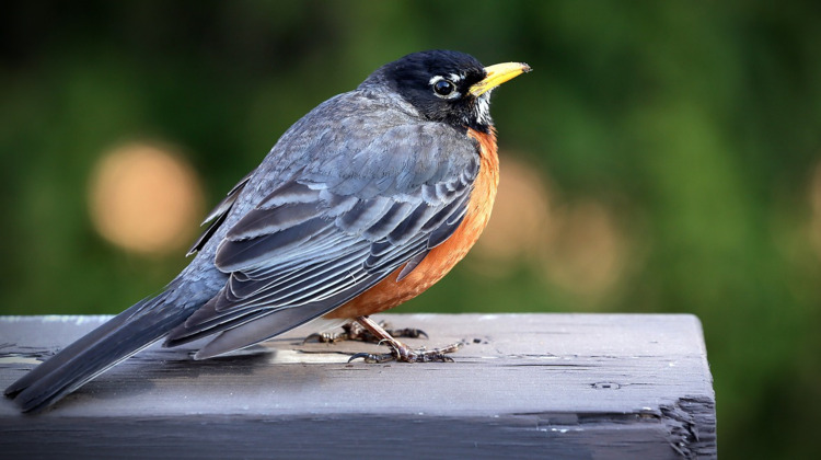 Brummenaren tellen spontaan vogels 