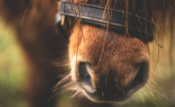 Inbraak bij Ponyclub 