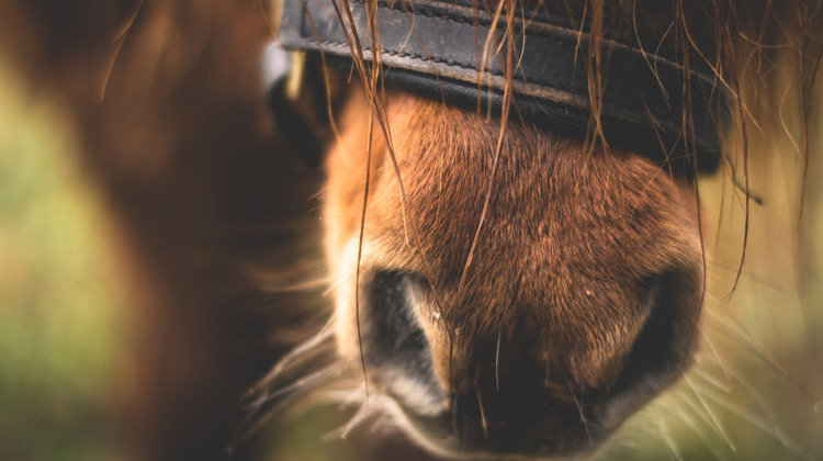 Inbraak bij Ponyclub 