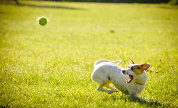 Berkelpark krijgt losloopgebied voor honden