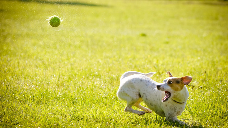 Berkelpark krijgt losloopgebied voor honden