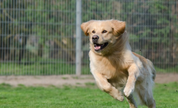 Gemeente Brummen gaat extra controleren op loslopende honden en hun ontlasting