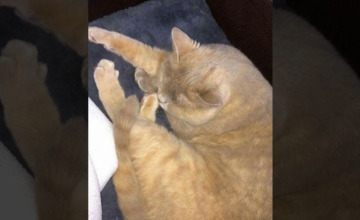 Kat vermist: "Lotje is nog nooit bij ons naar buiten geweest!"