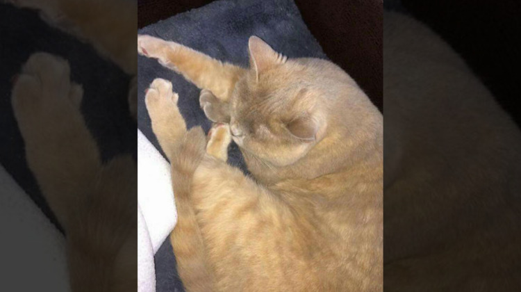 Kat vermist: "Lotje is nog nooit bij ons naar buiten geweest!"