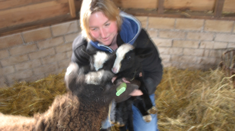 Eerste lammetjes in de regio geboren